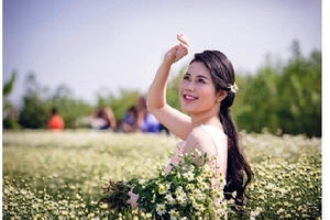 Cúc họa mi “tinh khôi” xuống phố…