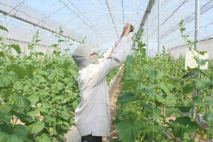 Hà Nội đề xuất cho phép xây dựng một số công trình phục vụ sản xuất trên đất nông nghiệp