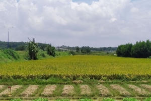 Chuyển mục đích sử dụng hơn 81 ha đất tại Long An Chuyển mục đích sử dụng hơn 81 ha đất tại Long An