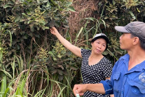 Người dân ngán ngẩm, lo vụ trái cây thất bại vì bụi từ công trường sân bay Long Thành