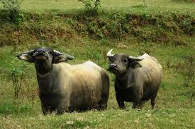 Lĩnh án tù vì quen tay ăn trộm trâu