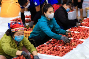 Bàn phương án vận chuyển vải thiều bằng đường sắt đi Trung Quốc Bàn phương án vận chuyển vải thiều bằng đường sắt đi Trung Quốc