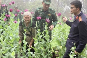 Cao Bằng: Khởi tố vụ án trồng hơn 600 cây thuốc phiện Cao Bằng: Khởi tố vụ án trồng hơn 600 cây thuốc phiện