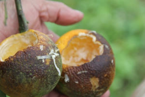 Nông dân mất cả chục triệu đồng mỗi đêm khi cam “tiến vua” bị tấn công