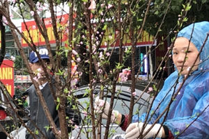 Nhiều người dầm mưa, chịu cái lạnh tê tái ra tận lề đường để bán đào tết