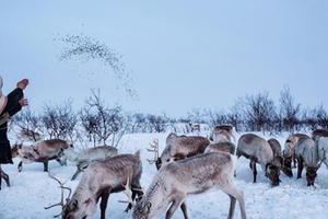 Vùng đất nơi chăn tuần lộc là cuộc chiến bảo vệ bản sắc