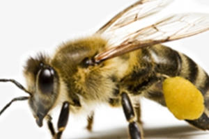 Nghệ An: Hàng chục người bị đàn ong tấn công phải nhập viện khi đi tảo mộ