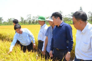 Giải pháp ‘cứu’ miền Tây trước hạn mặn khốc liệt