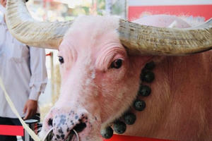 Chủ con trâu màu hồng khiến người Sài Gòn ngạc nhiên: Ba tôi mất, nó lạy quan tài