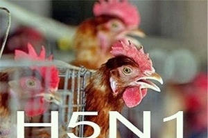 Cà Mau phát hiện một trường hợp nghi nhiễm cúm A/H5N1