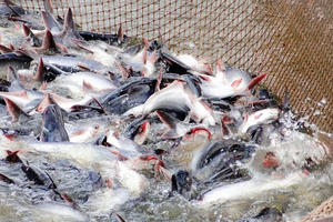 Vượt thách thức thương mại, xuất khẩu cá tra đạt 1,4 tỷ USD sau 8 tháng