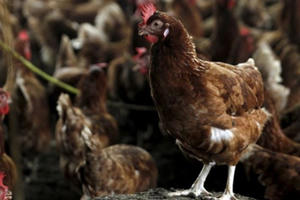 Thời sự 9h ngày 3/3/2017: Xuất hiện dịch cúm A/H5N1 tại Nam Định