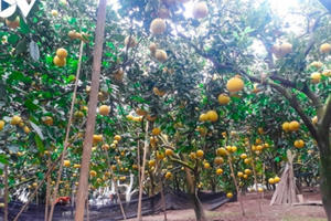 "Đột nhập" thủ phủ bưởi Diễn những ngày cận Tết