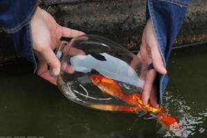 Phong tục cúng ông Công ông Táo độc đáo của người Việt