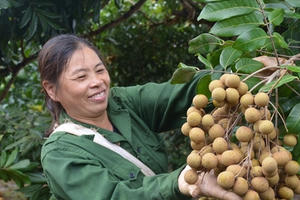 Chính thức công nhận thương hiệu ‘Nhãn Sơn La’ Chính thức công nhận thương hiệu ‘Nhãn Sơn La’
