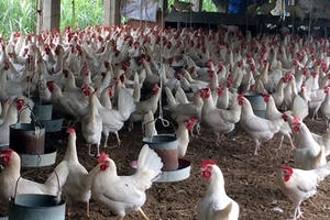 Về nơi những con gà biết đẻ "trứng vàng" Về nơi những con gà biết đẻ "trứng vàng"