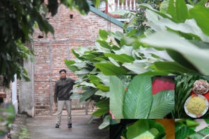 Về “thủ phủ” trồng loại lá làm nên chiếc bánh không thể thiếu trong ngày Tết Nguyên Đán