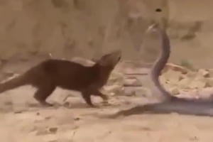 Video: Rắn hổ mang bất lực, bỏ mạng dưới hàm răng của cầy Mangut