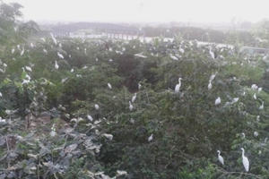 Hàng nghìn con cò về làm tổ trên một hòn đảo nhân tạo ở xã Hưng Mỹ