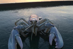 “Tôm hùm ma” cực hiếm đột nhiên được tìm thấy bên bờ biển