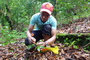 Sâm Ngọc Linh được đưa vào danh mục di sản văn hóa phi vật thể quốc gia