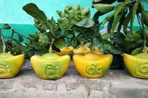 Thú chơi bưởi tài lộc hình thỏi vàng giá 1 triệu/cặp của người dân Thủ đô