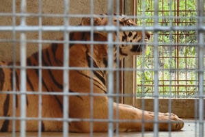 Hai đơn vị đồng ý nhận nuôi 9 “chúa sơn lâm” còn sống