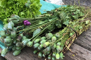 Giật mình, cây thuốc phiện được bày bán "như rau" ở chợ vùng biên