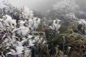 Thanh Hoá: Rét kỷ lục, ngắm băng tuyết trắng đỉnh Son Bá Mười