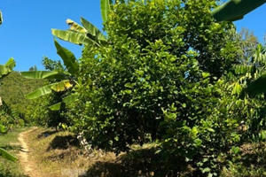 Các địa phương ở Đắk Nông cấp hàng chục ha đất cho ông Nguyễn Thanh Sơn trái quy định