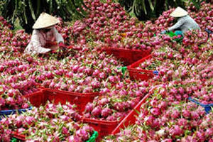 Nhiều doanh nghiệp Việt bị lừa đảo khi giao dịch xuyên biên giới