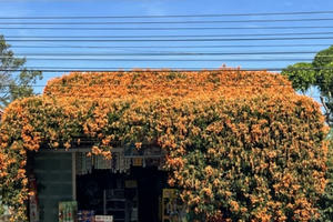 Không thể rời mắt bởi dàn hoa xác pháo phủ kín tiệm tạp hóa ở Lâm Đồng