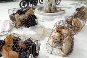 Nghệ An: Bắt nhóm “cẩu tặc” tung hoành liên huyện