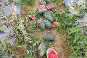 Xót xa nhiều ruộng dưa hấu bị phá nát trong đêm