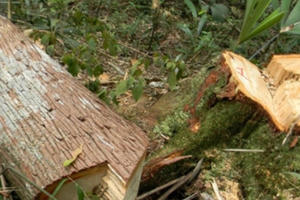 Diễn biến phức tạp việc phá rừng ở Mường Nhé, tỉnh Điện Biên