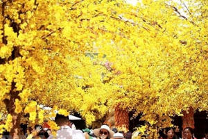 Không gian mai vàng rực rỡ giữa trung tâm TP Hồ Chí Minh