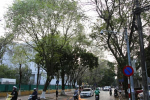 Hà Nội đẹp lạ trong mùa hoa sưa nở trắng tinh khôi