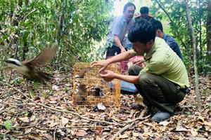 Bình Dương: Thả hàng trăm cá thể động vật quý hiếm về rừng
