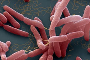 Phát hiện 3 ca mắc Whitmore tại Thanh Hóa, Đắk Lắk, Bộ Y tế ra công văn khẩn