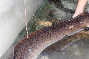 Bắt được cá lệch khủng dài hơn 1,6 m trên sông Lam, bán ngay được 15 triệu đồng