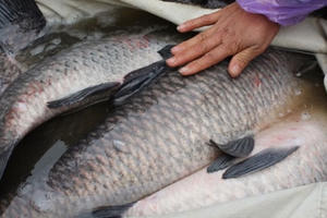 Cá trắm đen loại "khủng" khó mua cho dịp Tết