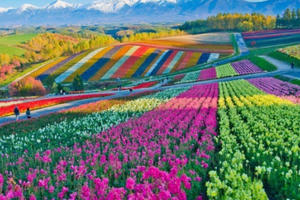 Chiêm ngưỡng vẻ lộng lẫy của những cánh đồng hoa đẹp nhất thế giới