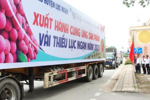 Hiệp hội Dệt may Việt Nam chung tay kết nối tiêu thụ vải thiều Lục Ngạn