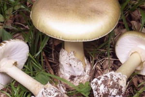 Hà Giang kịp thời cứu chữa bệnh nhân ngộ độc nấm