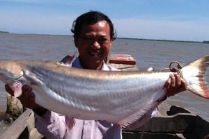 'Thủy quái' Vàm Nao cùng giai thoại cá sấu 5 chân thành tinh