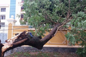 Bão số 4 khiến hàng loạt cây xanh Huế “nghiêng ngả”