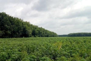 Cận cảnh khu đất khiến cựu Giám đốc sở Tài nguyên Bình Dương bị truy tố Cận cảnh khu đất khiến cựu Giám đốc sở Tài nguyên Bình Dương bị truy tố