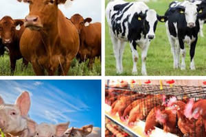 Thủ tướng: Quyết liệt phòng chống dịch bệnh gia súc, gia cầm