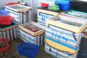 Phát hiện một cơ sở bơm tạp chất vào tôm sú ở Bạc Liêu