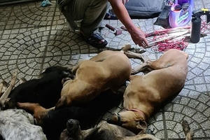 Dùng chích điện trộm chó, bị CSGT truy đuổi Dùng chích điện trộm chó, bị CSGT truy đuổi